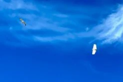 Dream-Flight Weasel-Trek 90cm -RC Gear Direct dream flight weasel trek 90cm 50